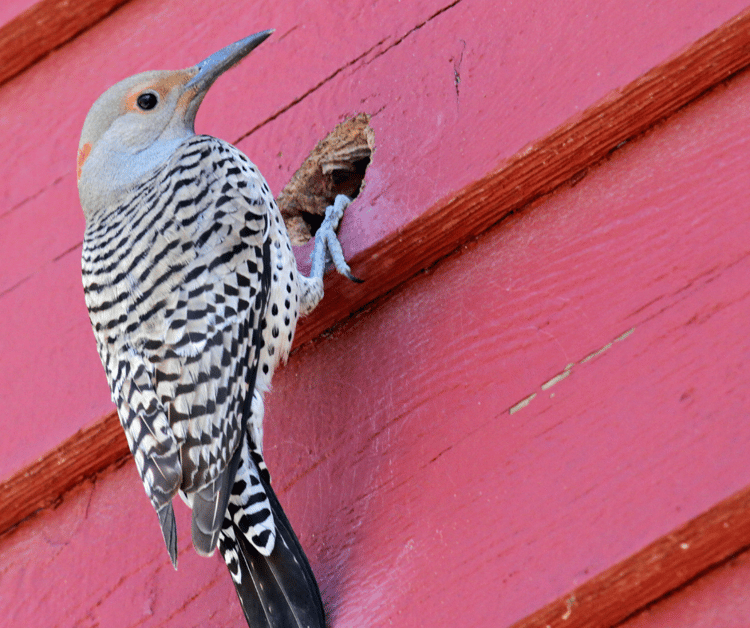 Why Are There Woodpeckers Pecking My House?